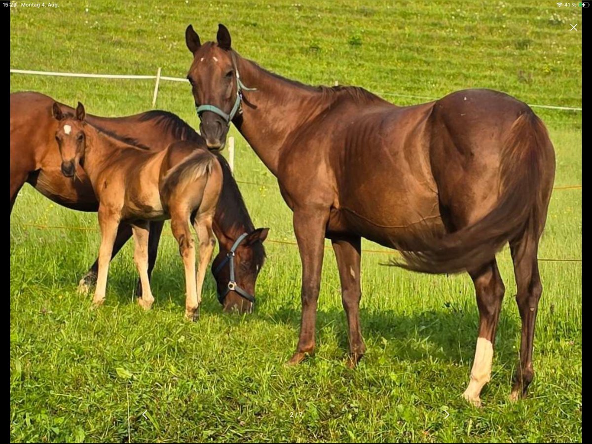 American Quarter Horse Stute 12 Jahre 148 cm Dunkelfuchs in Ternberg