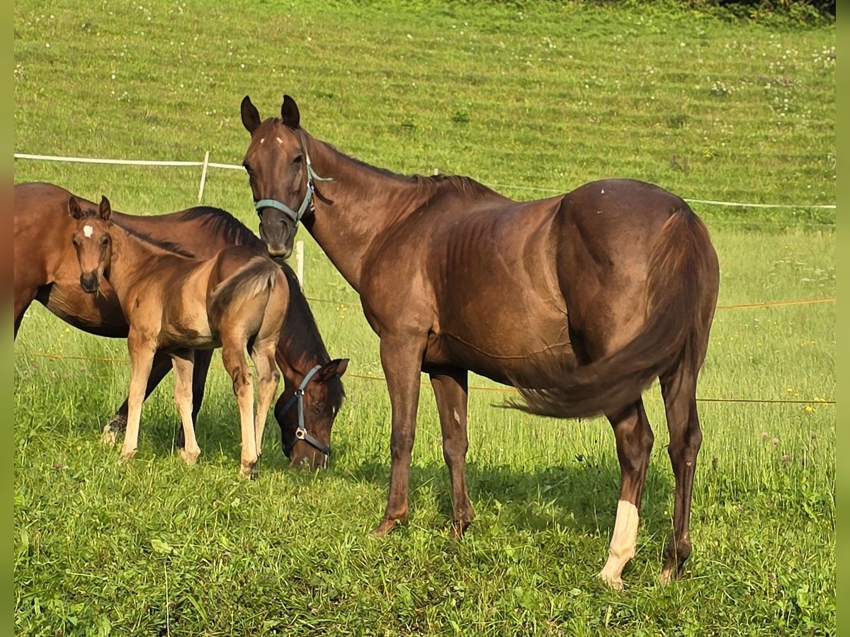 American Quarter Horse Stute 12 Jahre 148 cm Dunkelfuchs in Ternberg