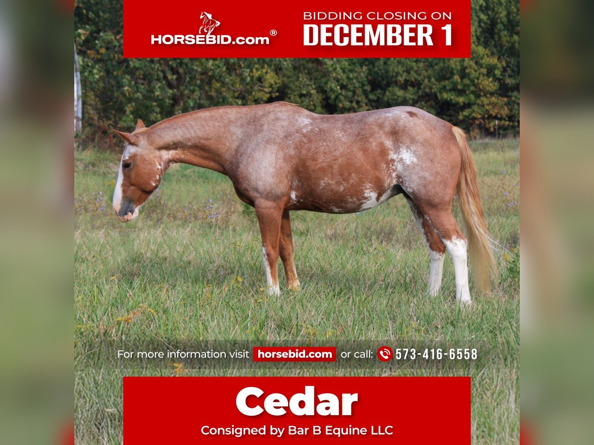 American Quarter Horse Mix Stute 12 Jahre 150 cm Roan-Red in Owensville