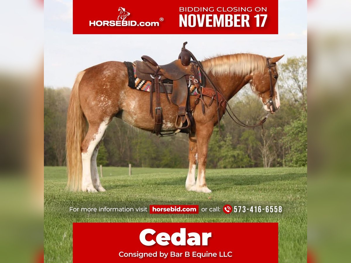 American Quarter Horse Mix Stute 12 Jahre 150 cm Sabino in Owensville