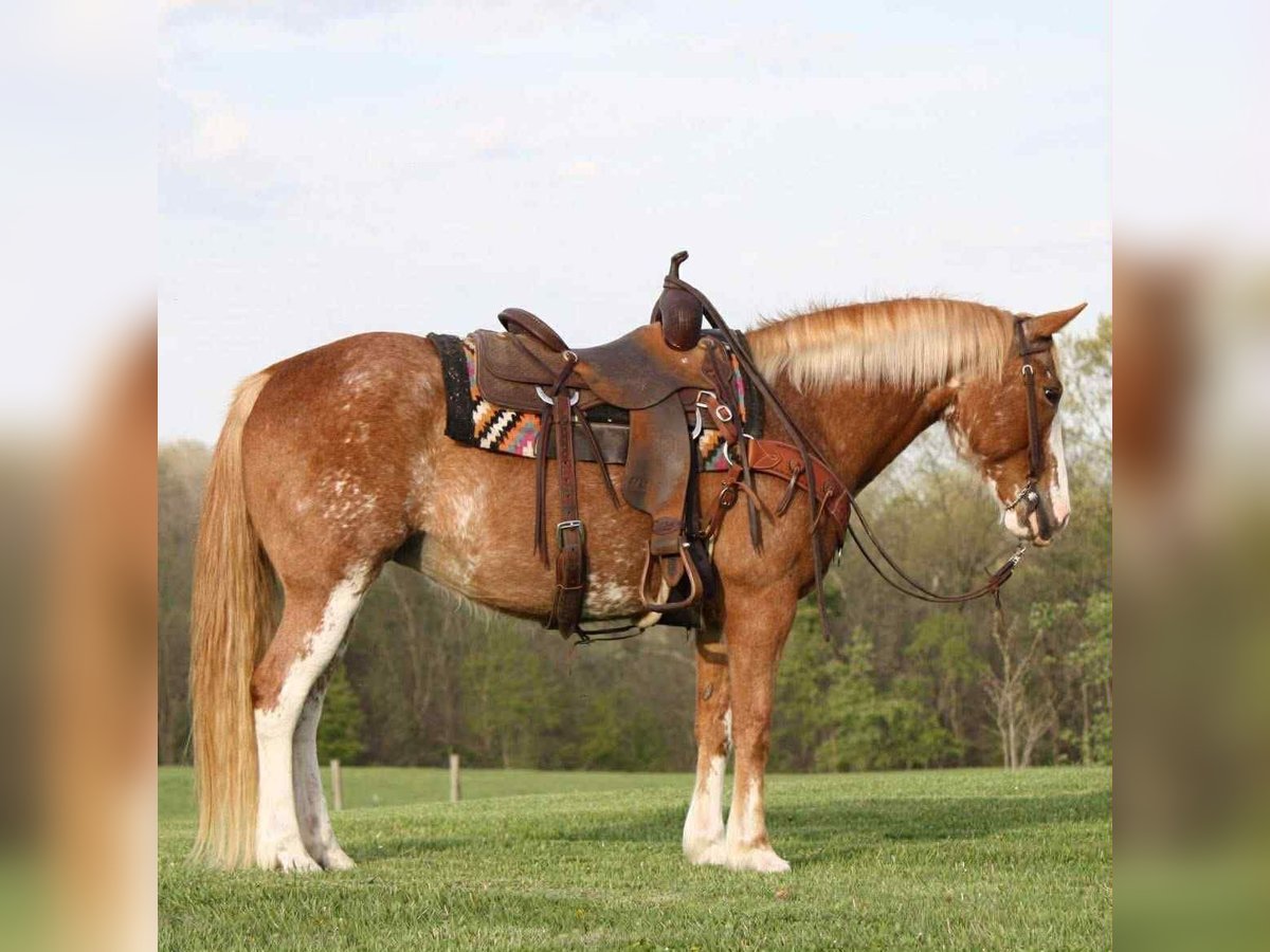 American Quarter Horse Stute 12 Jahre 150 cm Sabino in Owensville