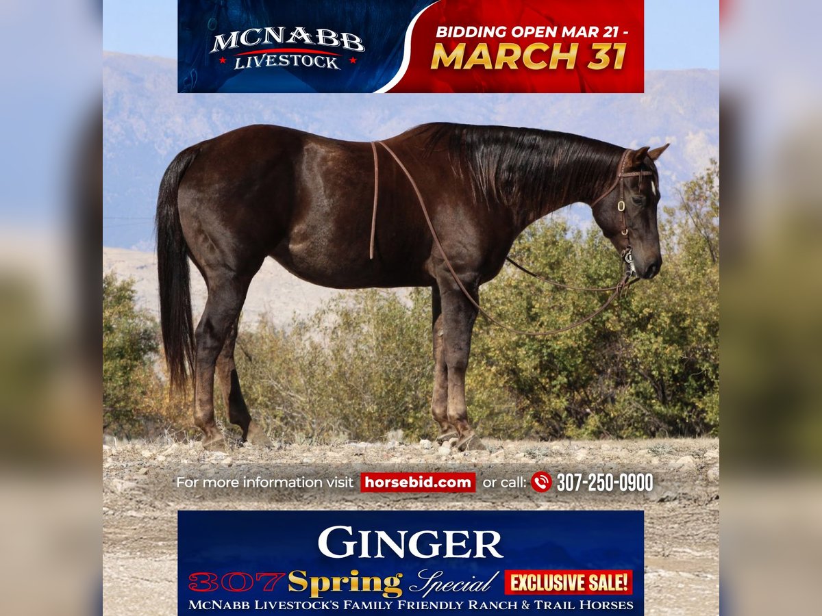 American Quarter Horse Stute 12 Jahre 152 cm Dunkelfuchs in Cody, WY