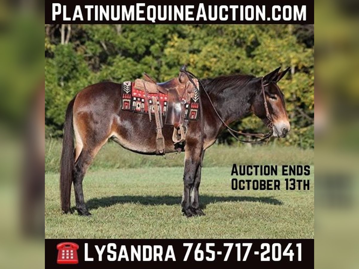 American Quarter Horse Stute 12 Jahre 152 cm Rotbrauner in Brodhead