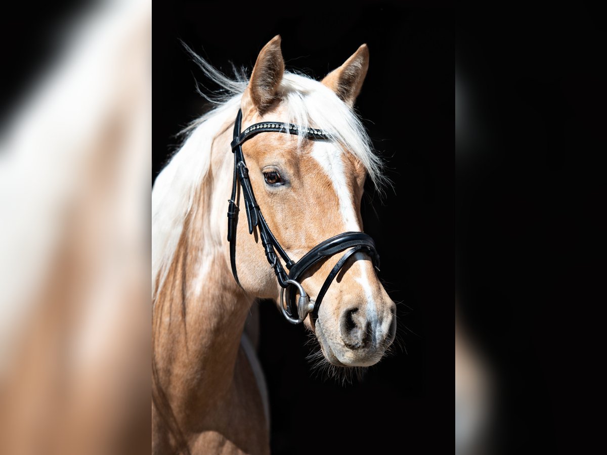 American Quarter Horse Stute 12 Jahre 153 cm Palomino in Rottweil