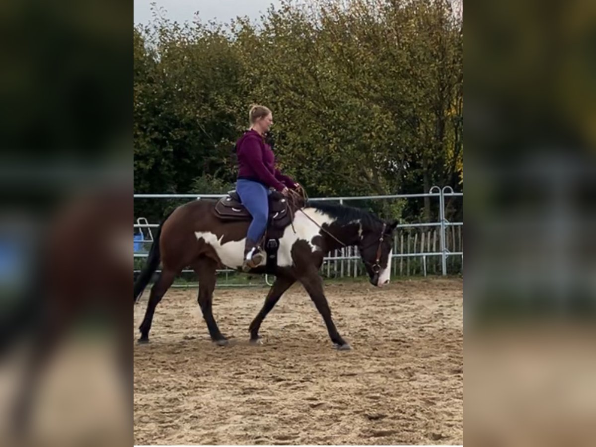 American Quarter Horse Stute 12 Jahre 155 cm Overo-alle-Farben in Flensburg