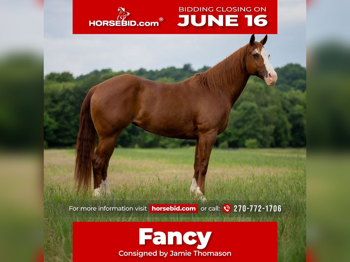 American Quarter Horse Stute 12 Jahre 155 cm Roan-Red in Auburn, KY