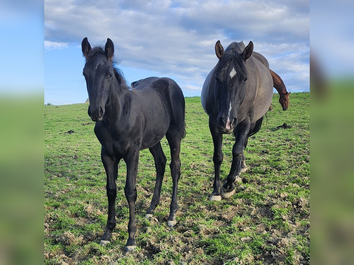 American Quarter Horse Stute 12 Jahre 159 cm Grullo in Luxemburg