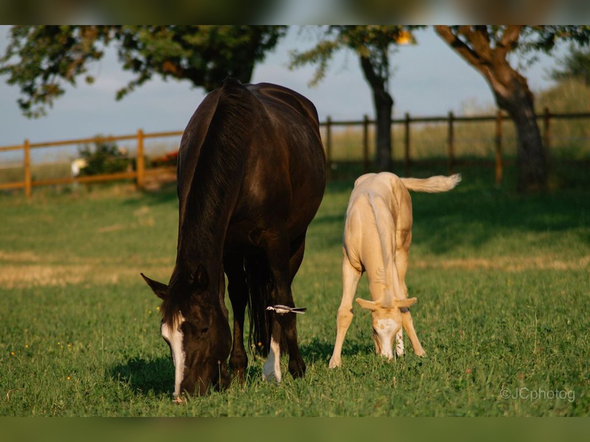 American Quarter Horse Stute 12 Jahre 160 cm Rappe in Adelsheim