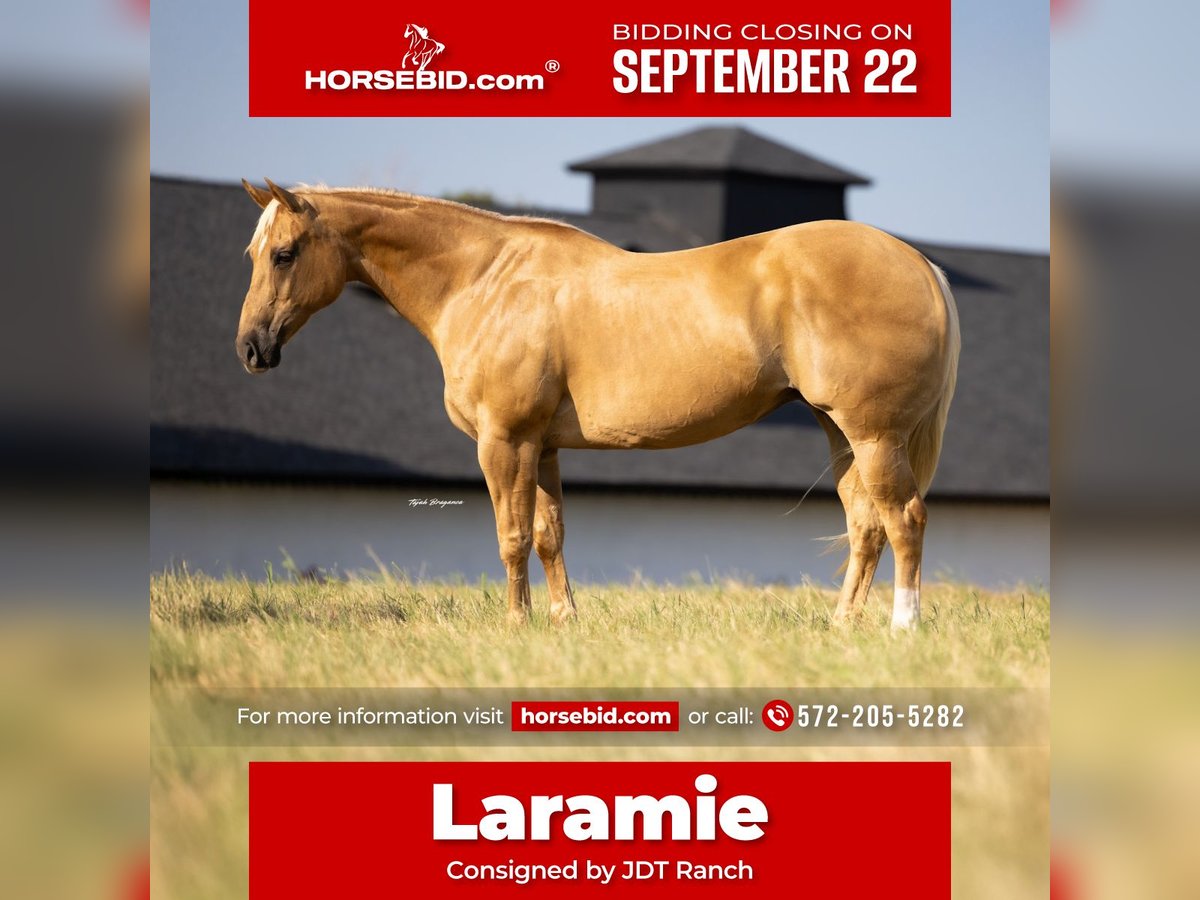 American Quarter Horse Stute 12 Jahre 165 cm Palomino in Crescent