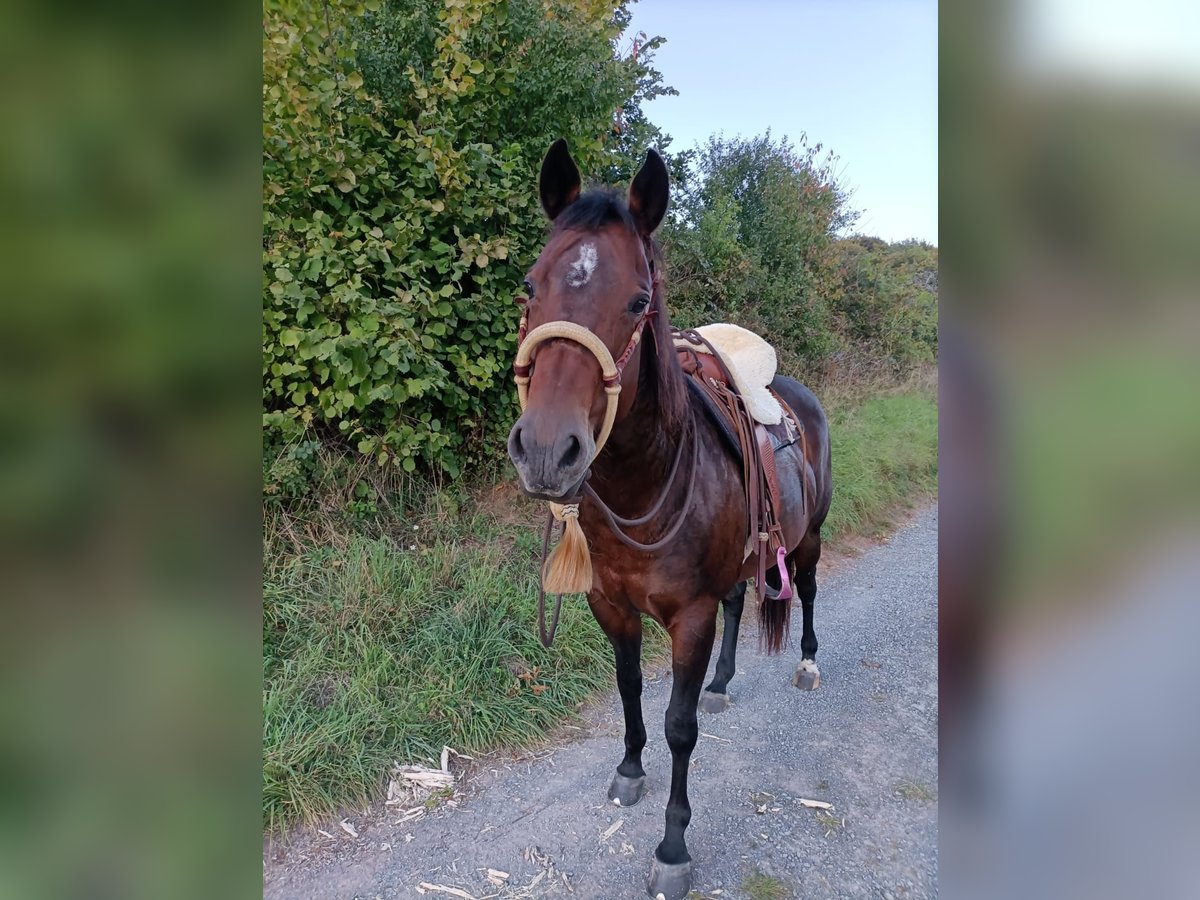 American Quarter Horse Stute 12 Jahre Brauner in Leidersbach
