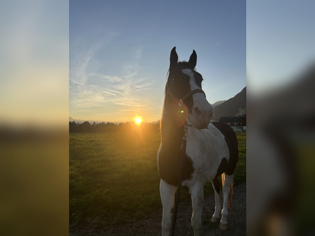American Quarter Horse Stute 12 Jahre in Gnadenwald American Quarter Horse Stute 12 Jahre in Gnadenwald
