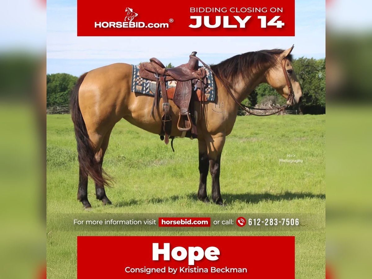 American Quarter Horse Stute 13 Jahre 147 cm Buckskin in Mora, MN