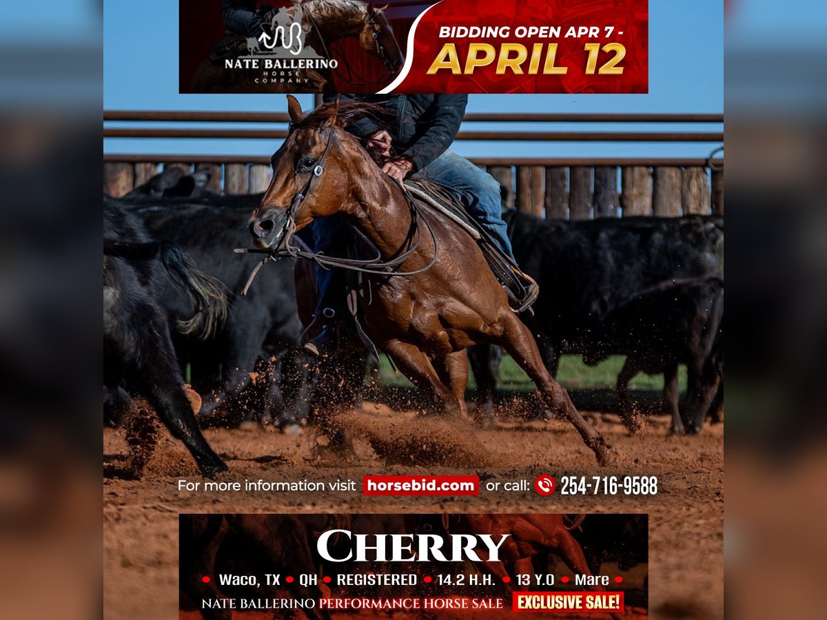 American Quarter Horse Stute 13 Jahre 147 cm in Waco, TX