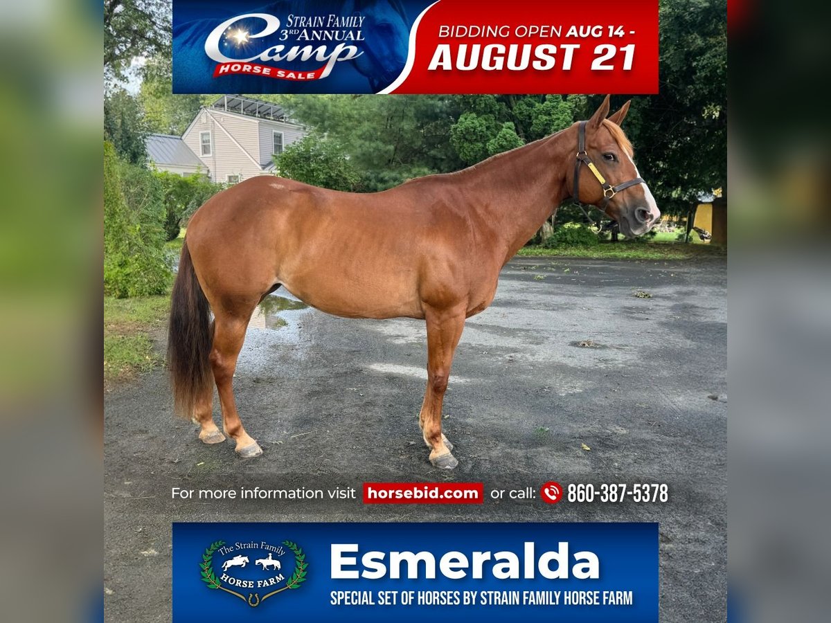 American Quarter Horse Stute 13 Jahre 150 cm Dunkelfuchs in Granby, CT