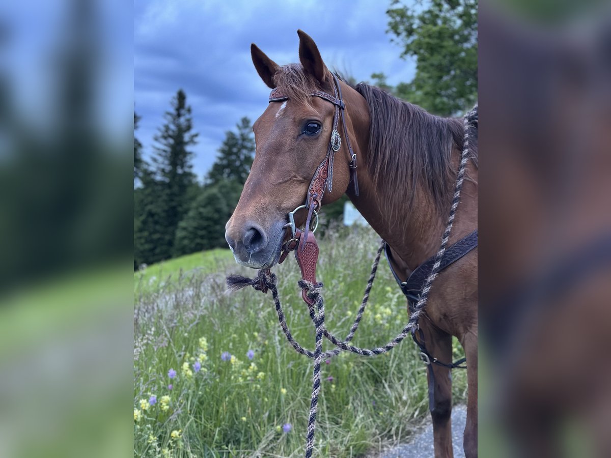 American Quarter Horse Mix Stute 13 Jahre 150 cm Dunkelfuchs in Wila