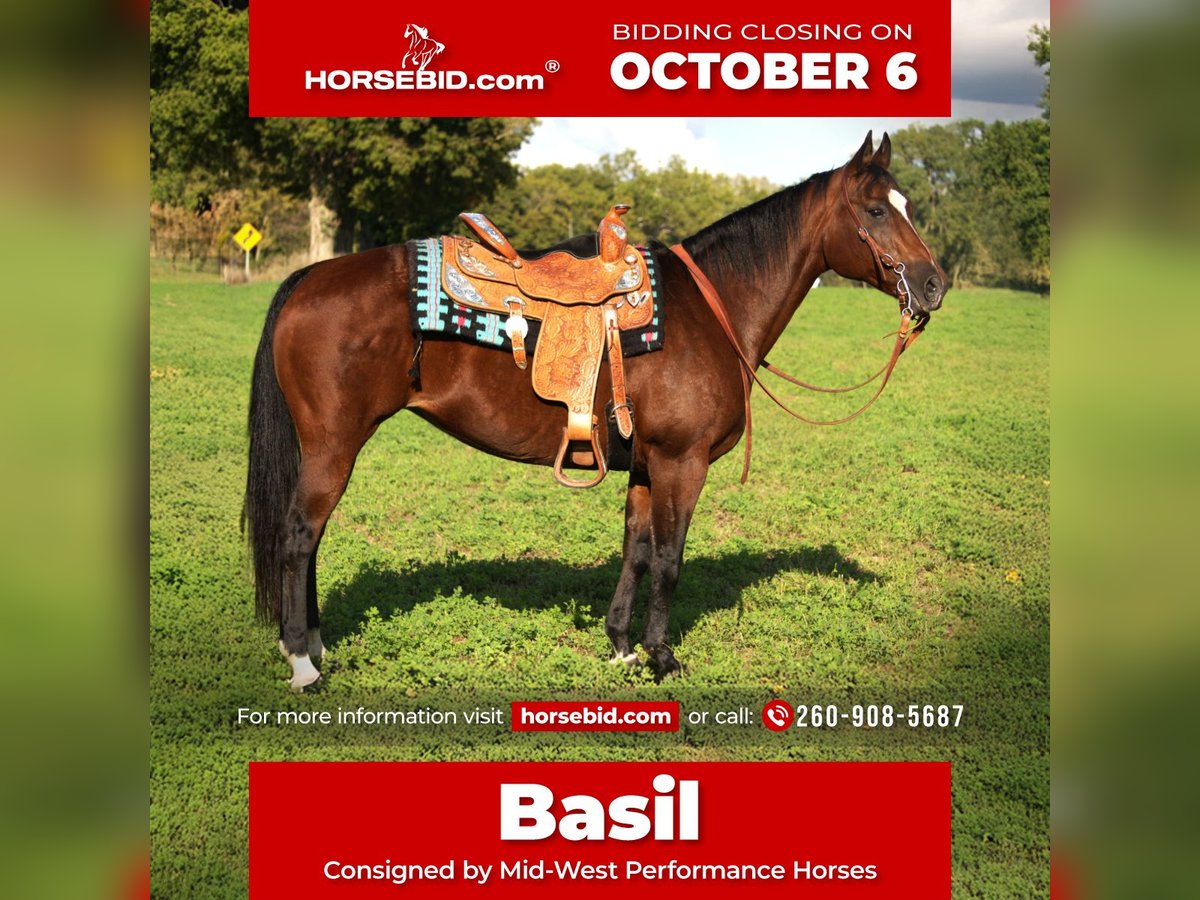 American Quarter Horse Stute 13 Jahre 150 cm Rotbrauner in Saint Joe