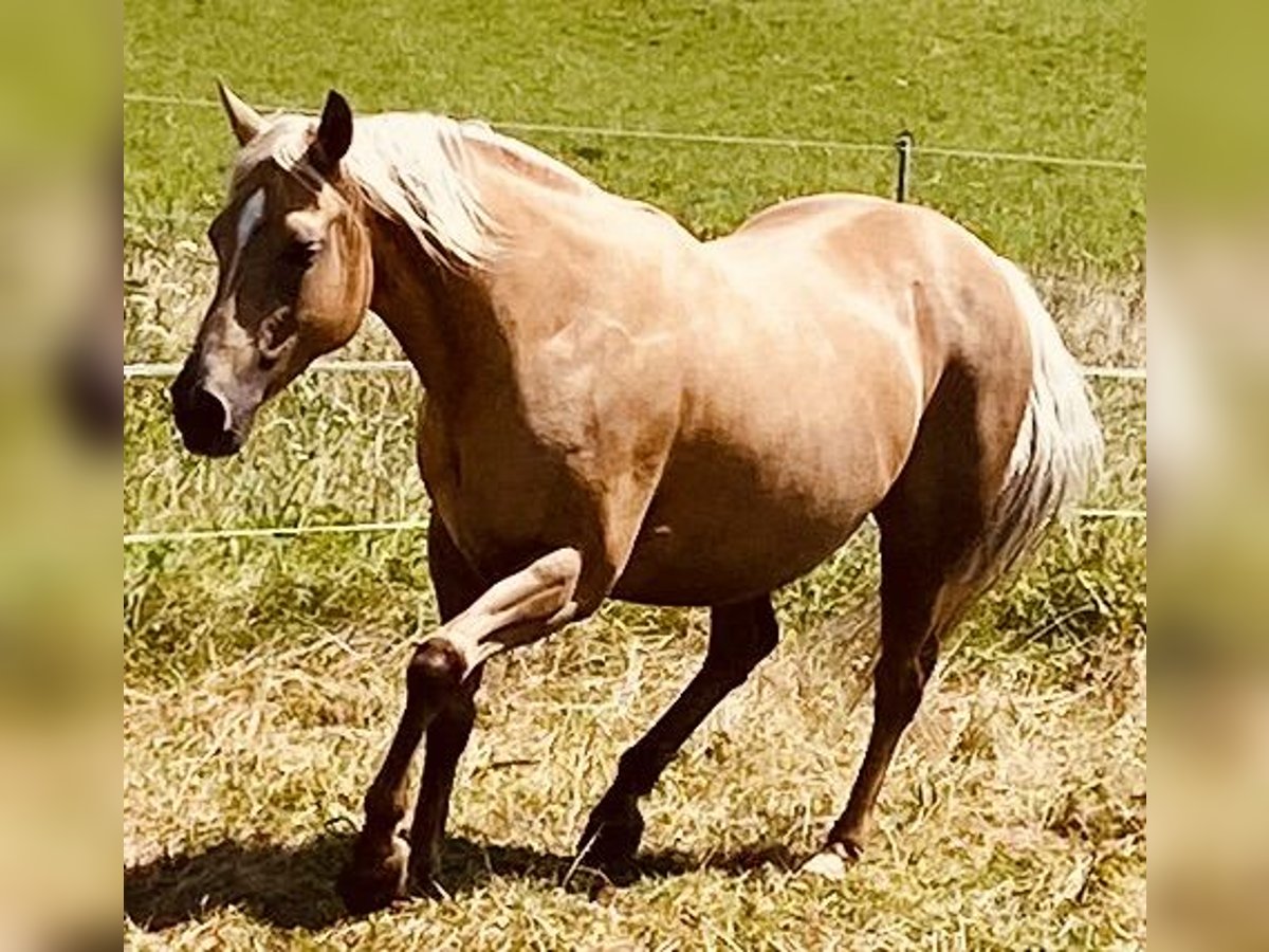 American Quarter Horse Stute 13 Jahre 150 cm in Eglfing