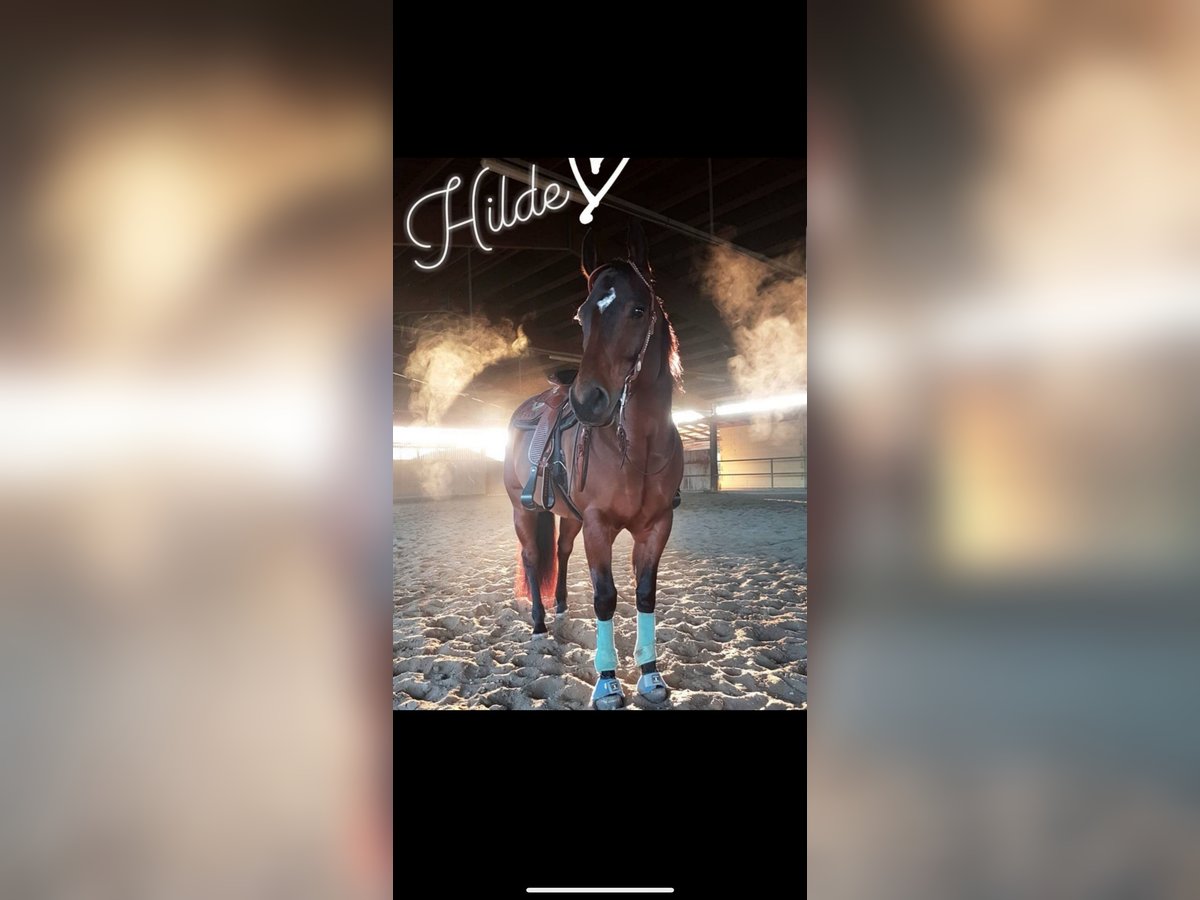 American Quarter Horse Stute 13 Jahre 154 cm Dunkelbrauner in Walldorf