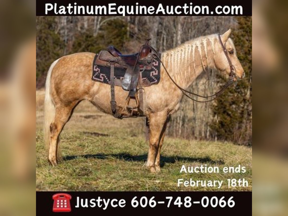 American Quarter Horse Stute 13 Jahre 155 cm Palomino in Carlisle, KY