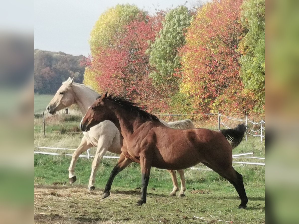 American Quarter Horse Stute 13 Jahre Brauner in Landolfshausen