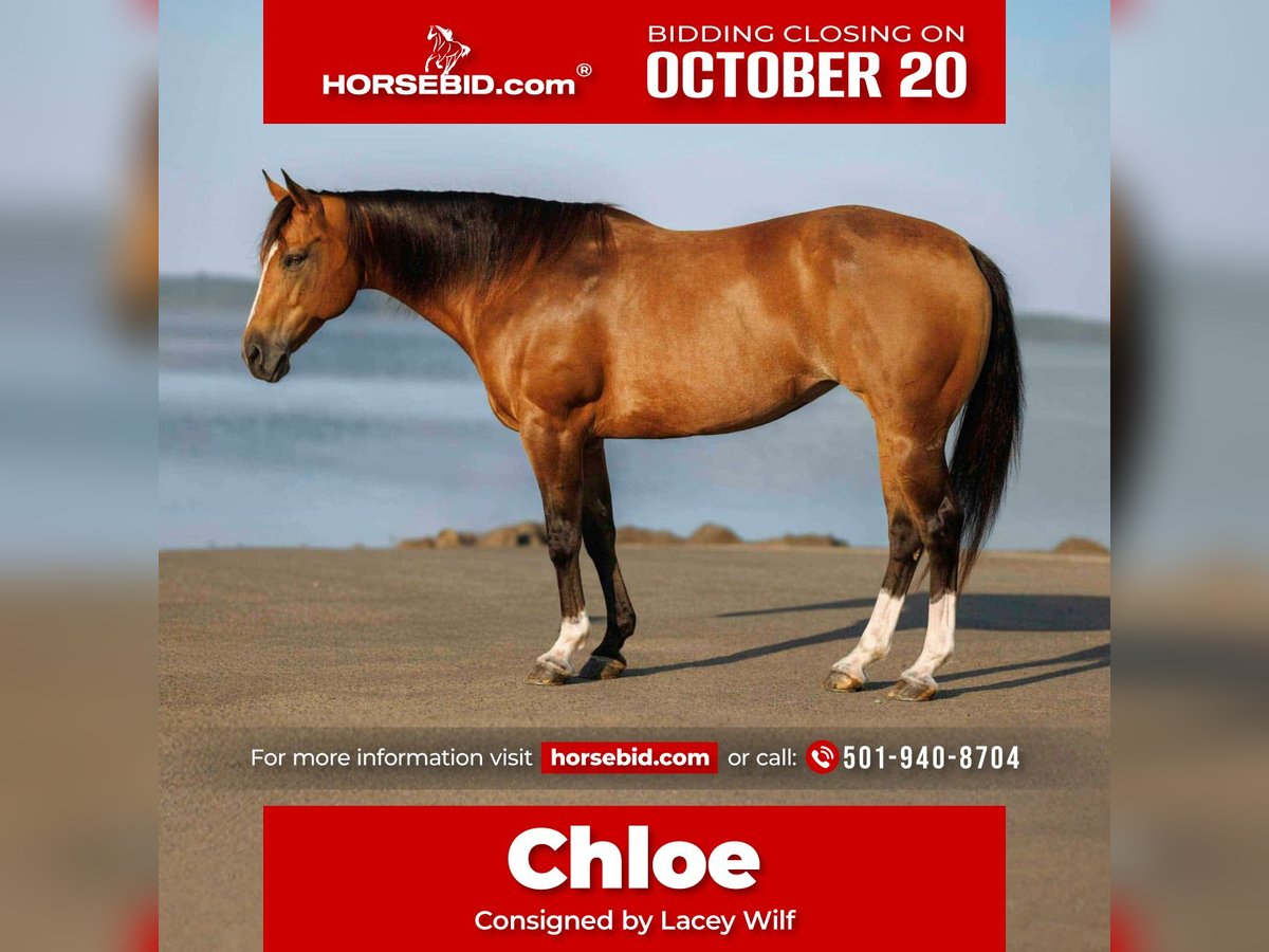 American Quarter Horse Stute 14 Jahre 147 cm Buckskin in Quitman