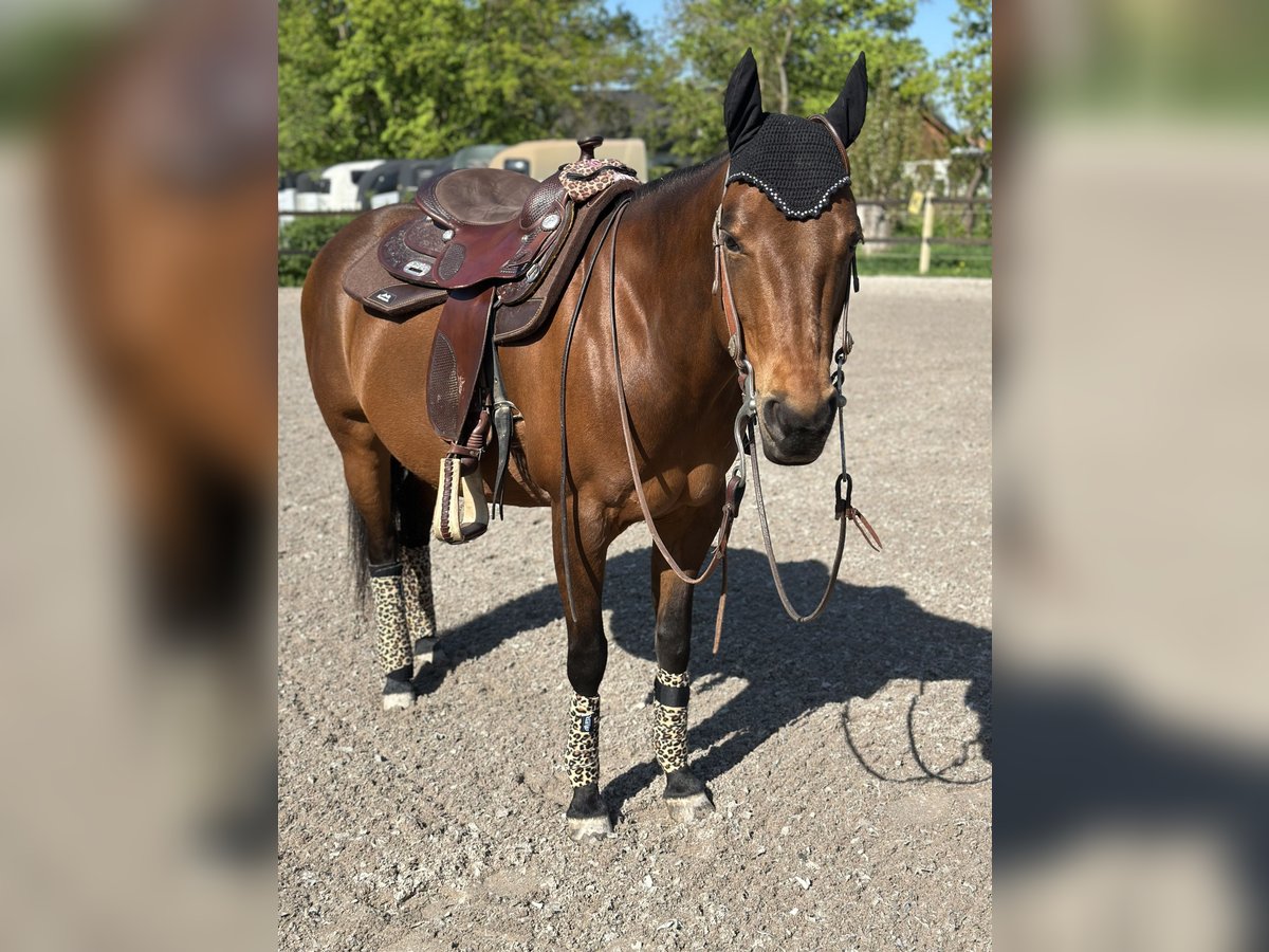 American Quarter Horse Stute 14 Jahre 148 cm Brauner in Schifferstadt