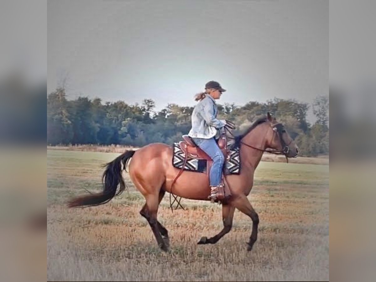 American Quarter Horse Stute 14 Jahre 150 cm Dunkelbrauner in Rodersdorf American Quarter Horse Stute 14 Jahre 150 cm Dunkelbrauner in Rodersdorf