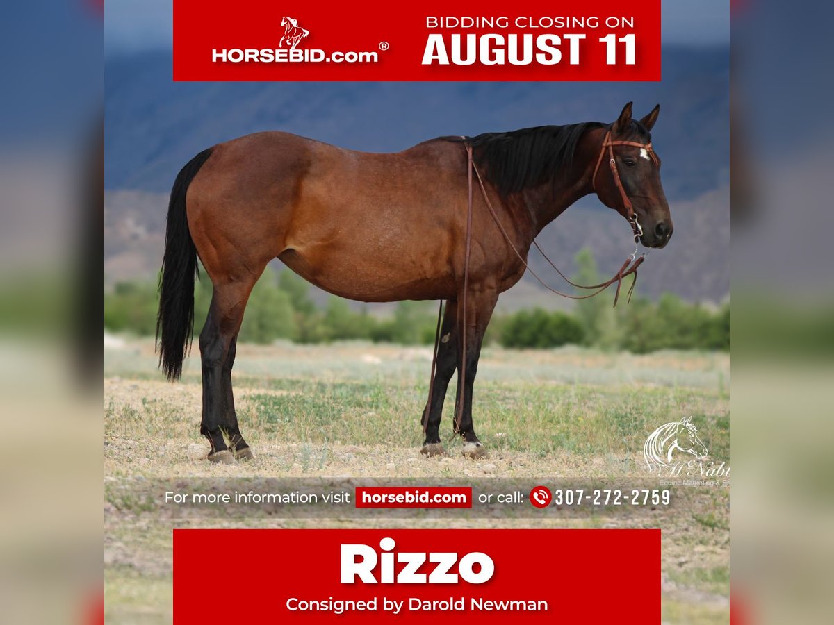 American Quarter Horse Stute 14 Jahre 150 cm Rotbrauner in Powell, WY