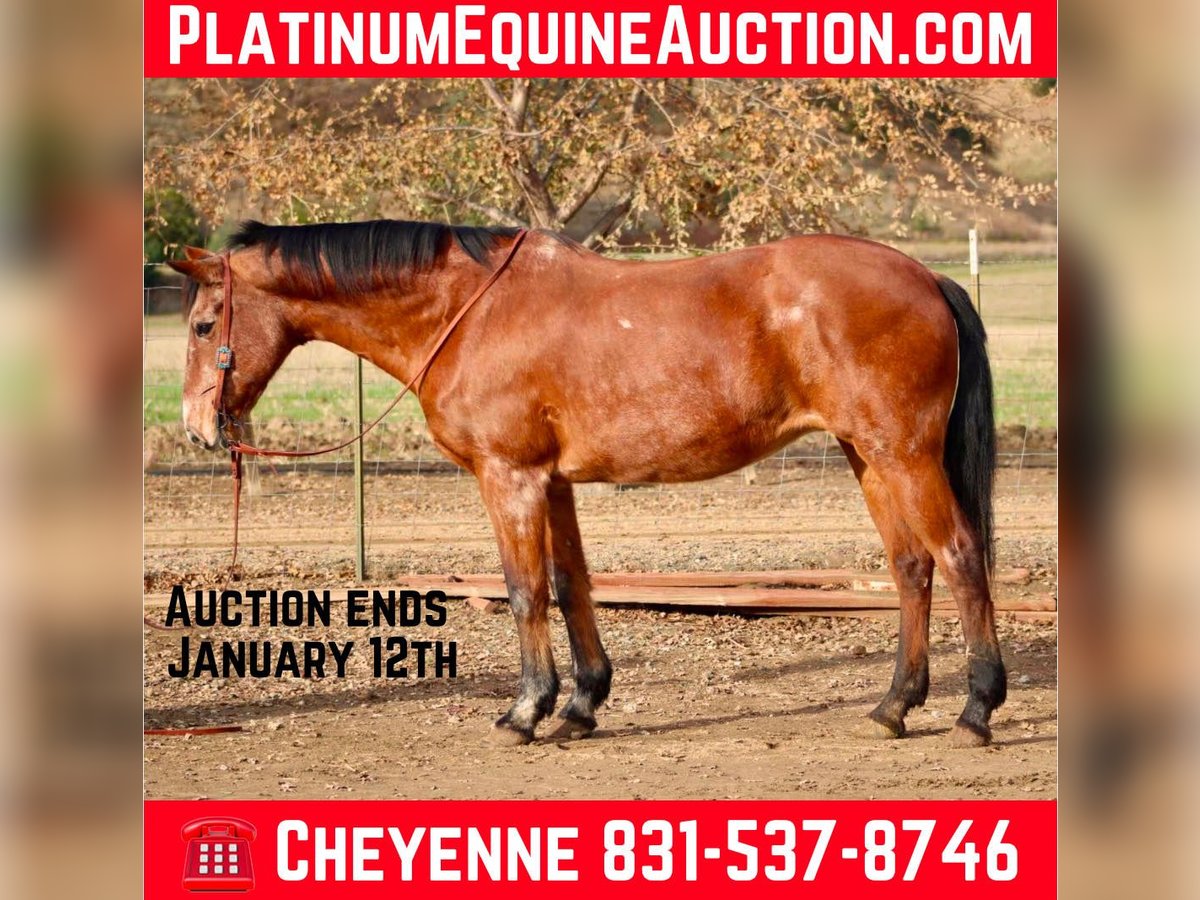 American Quarter Horse Stute 14 Jahre 150 cm in Bitterwater CA
