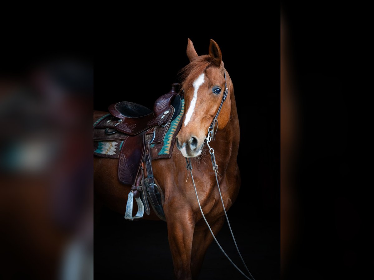 American Quarter Horse Stute 14 Jahre 152 cm Fuchs in Tannheim