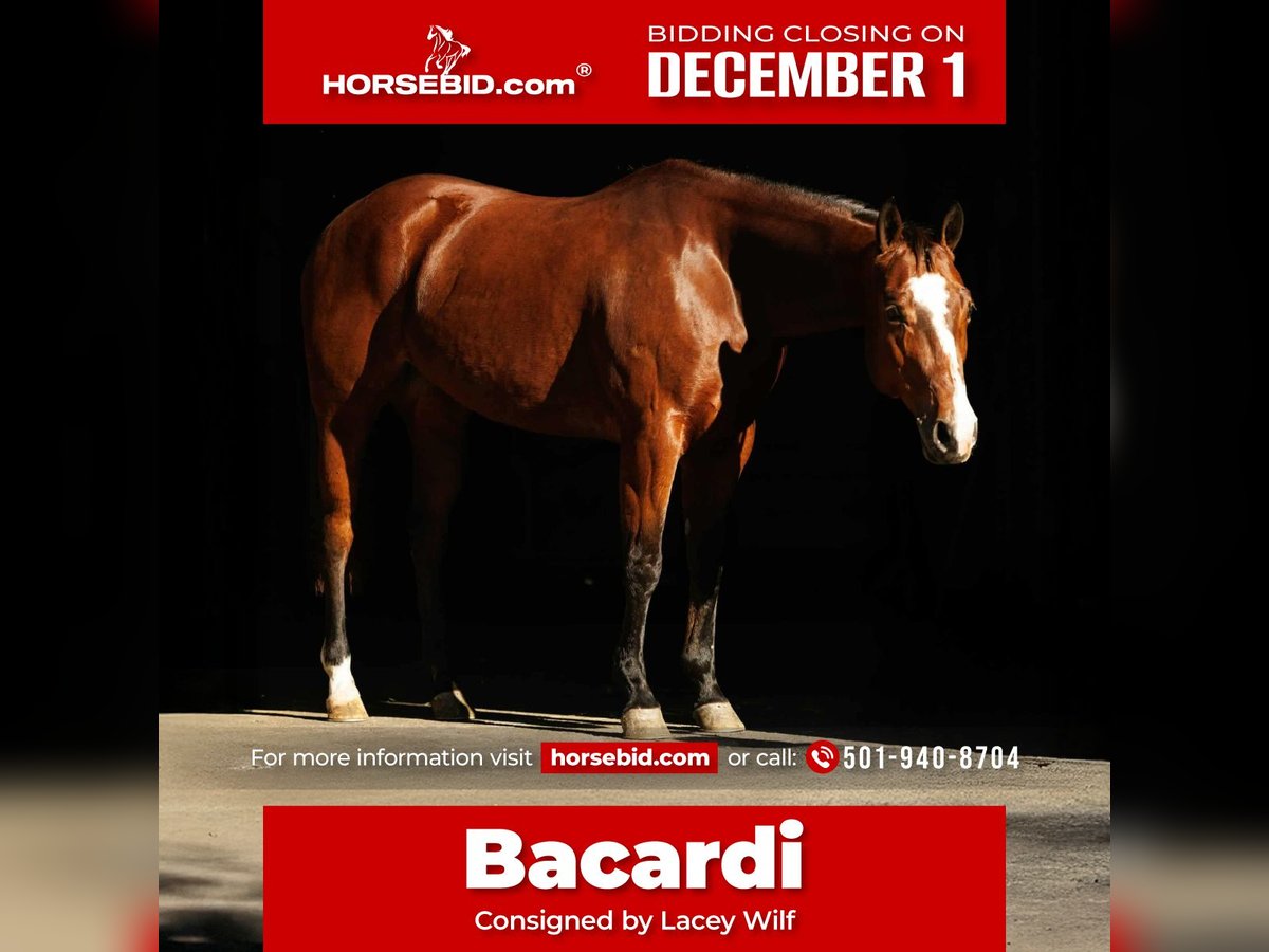 American Quarter Horse Stute 14 Jahre 152 cm Rotbrauner in Quitman