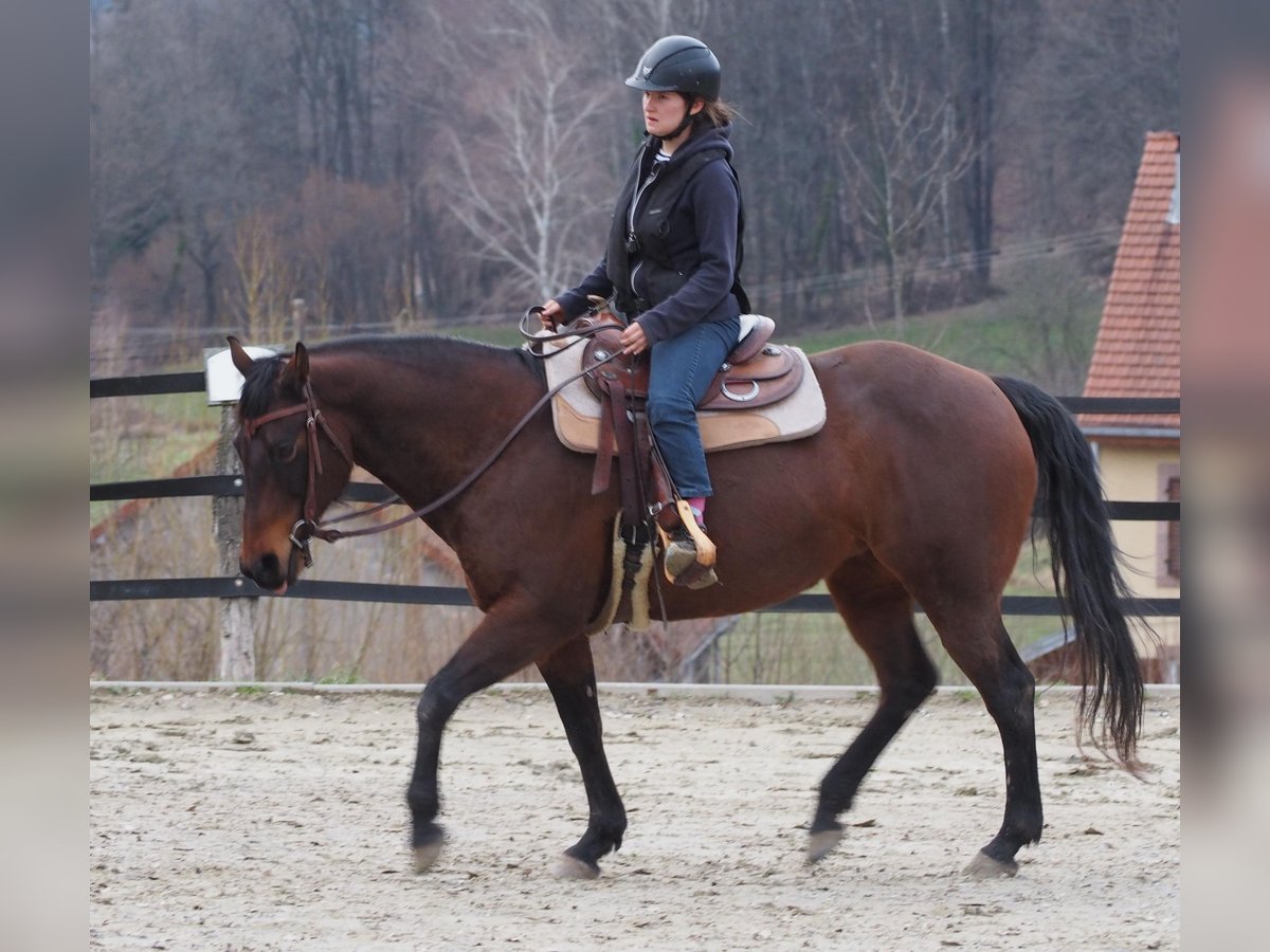 American Quarter Horse Stute 14 Jahre 159 cm Brauner in Kenzingen