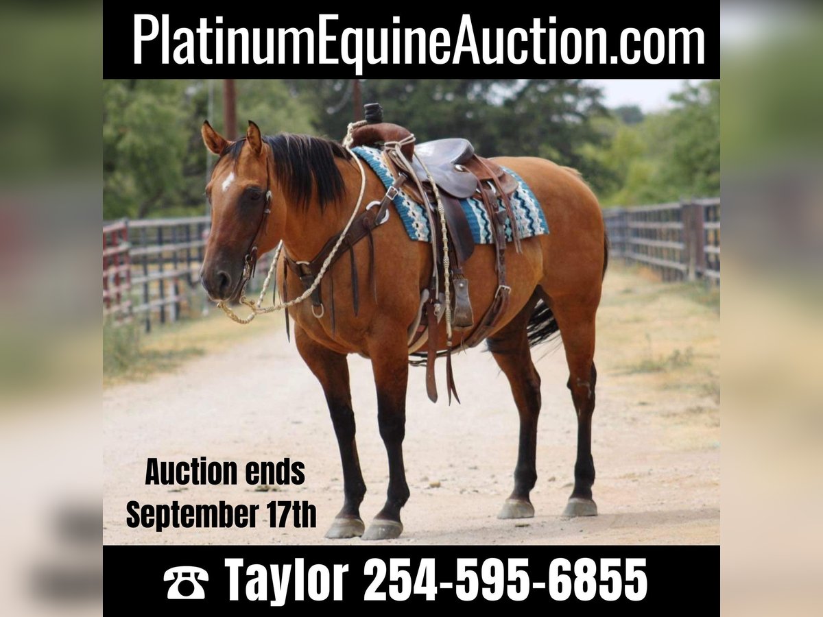 American Quarter Horse Stute 15 Jahre 147 cm Falbe in Eastland TX