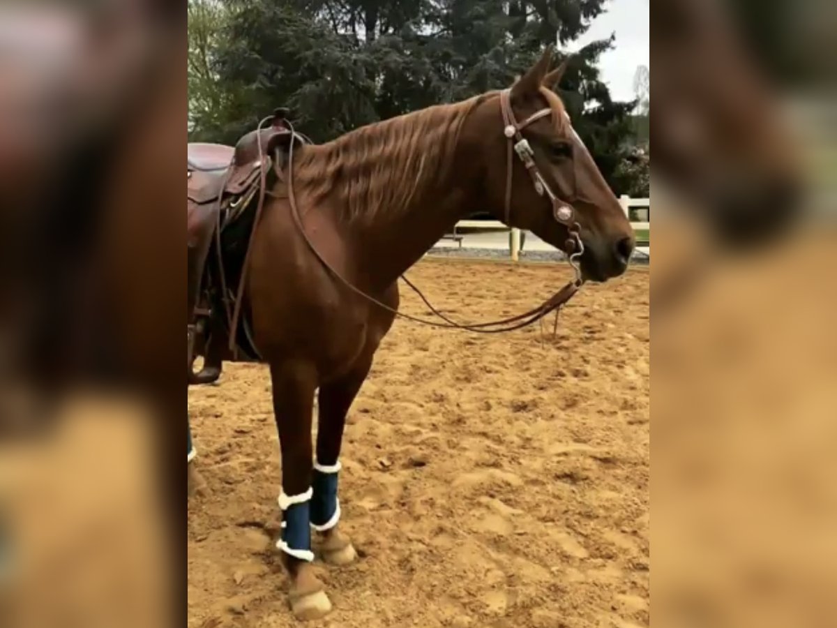 American Quarter Horse Stute 15 Jahre 150 cm Fuchs in Hausen