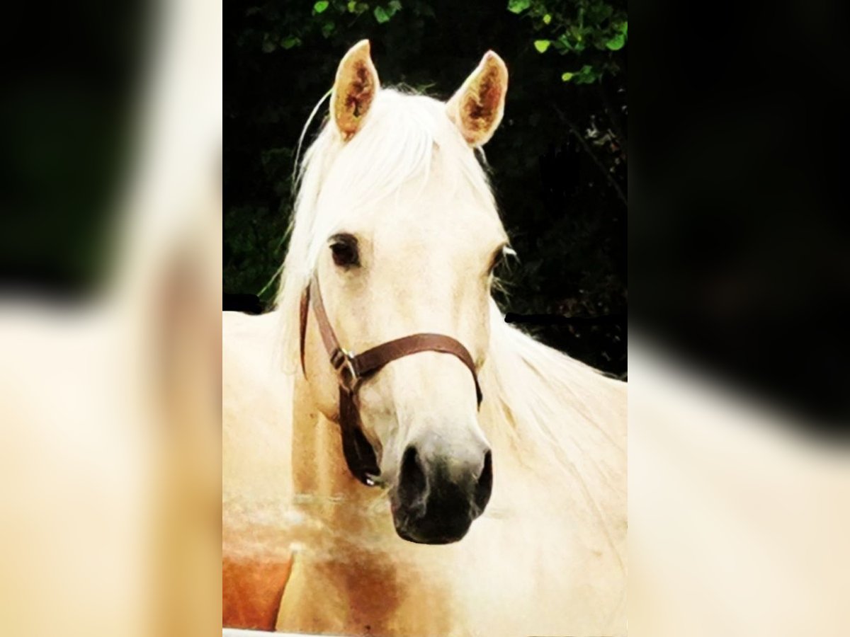 American Quarter Horse Stute 15 Jahre 150 cm Palomino in Landolfshausen