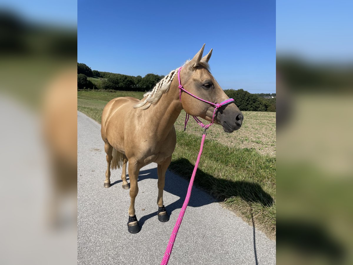 American Quarter Horse Stute 15 Jahre 151 cm Palomino in Hattingen