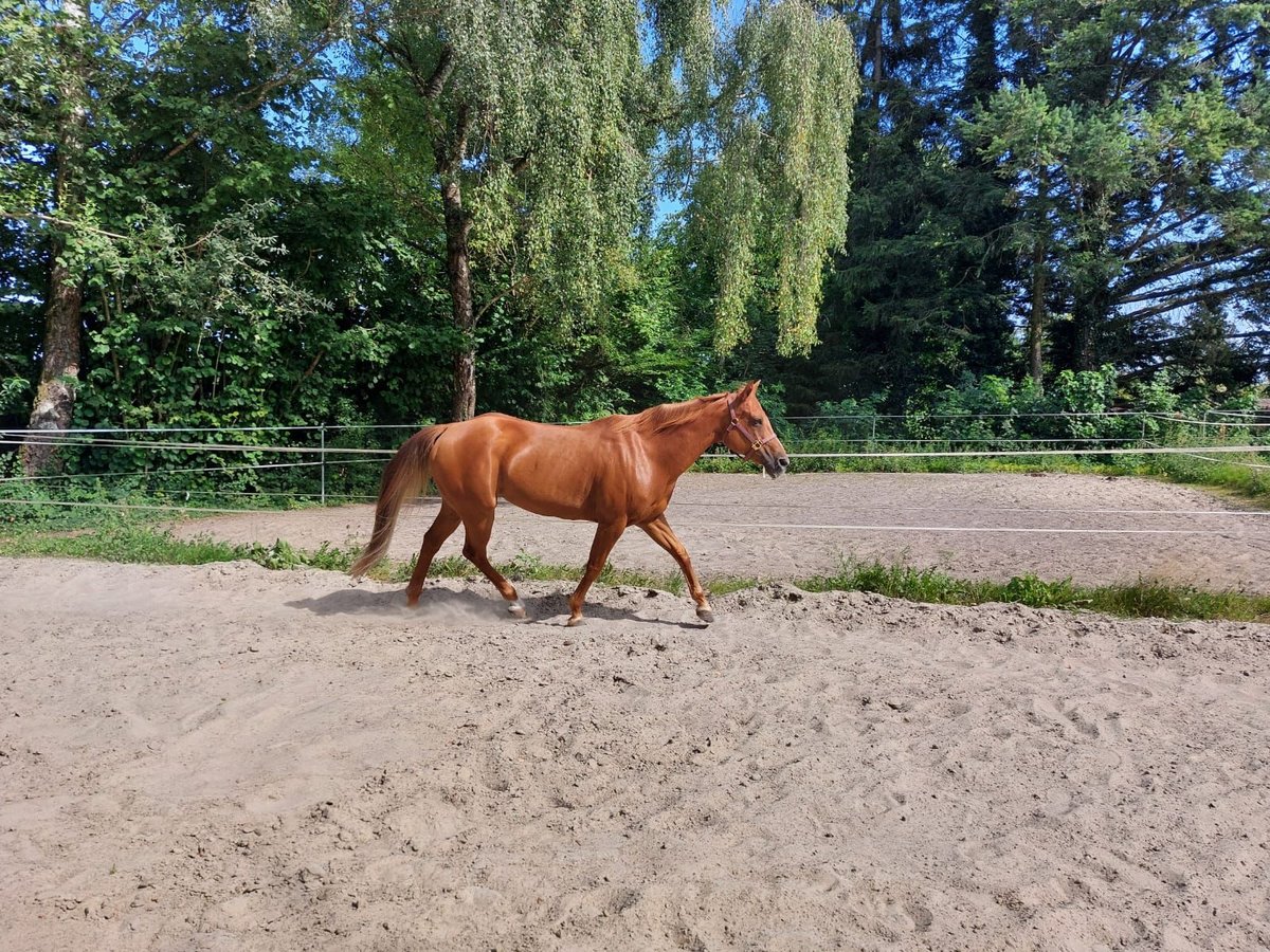 American Quarter Horse Stute 15 Jahre 152 cm Fuchs in Neuwied