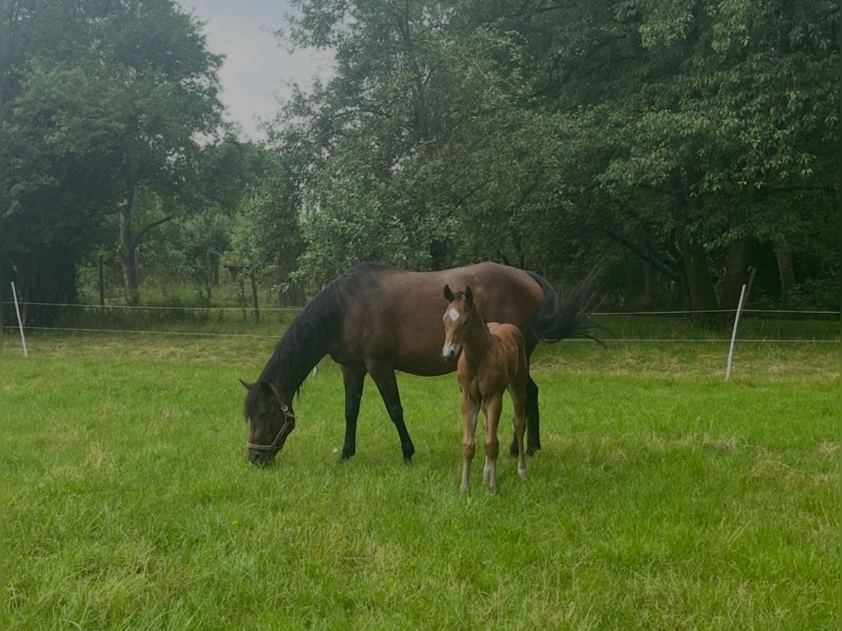 American Quarter Horse Stute 15 Jahre Brauner in Dietzenbach