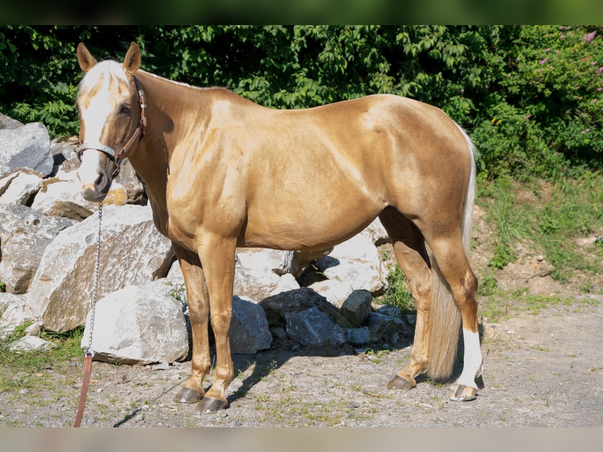 American Quarter Horse Stute 15 Jahre Palomino in Niedersayn