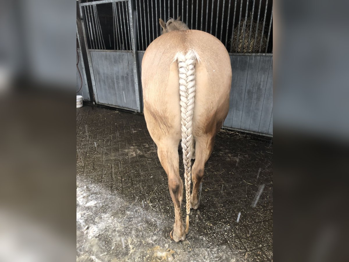 American Quarter Horse Stute 16 Jahre 150 cm Champagne in Zandhoven