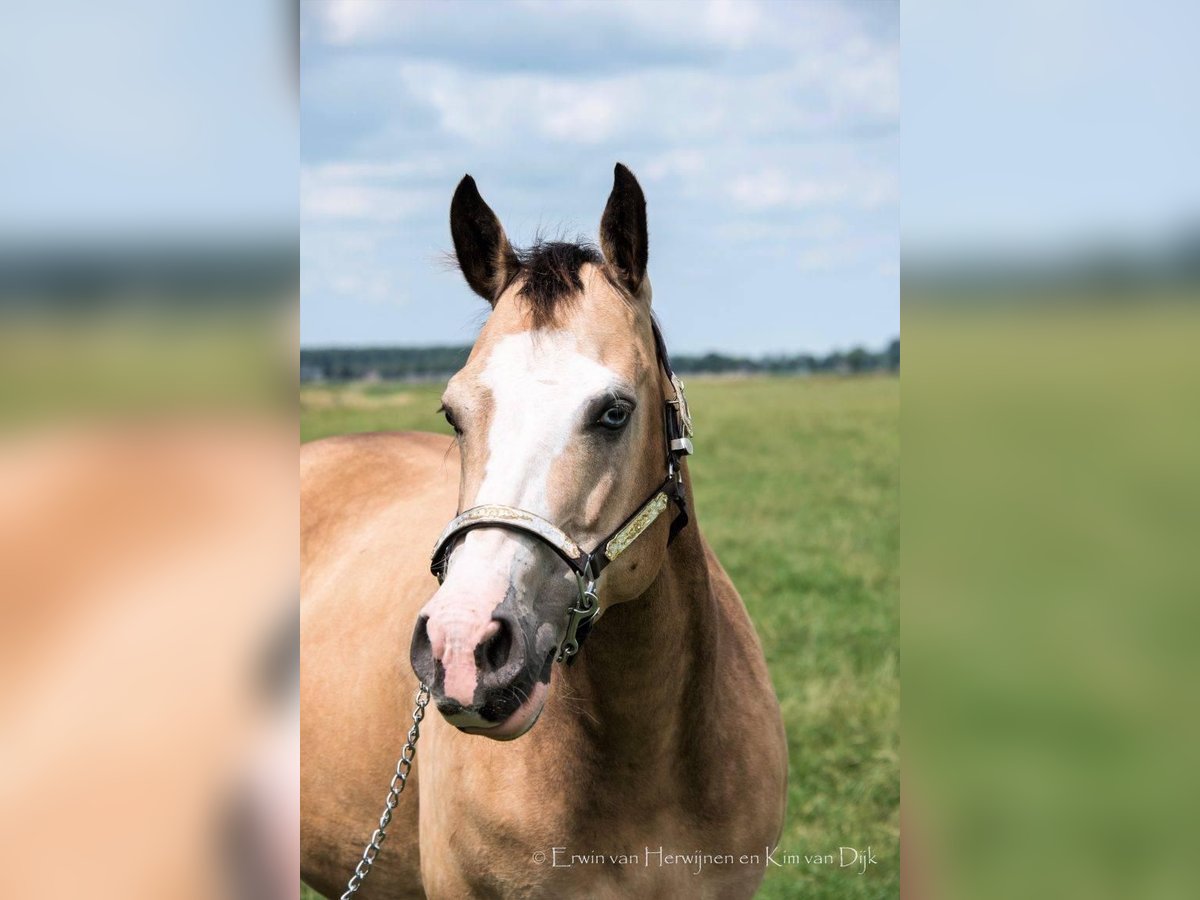 American Quarter Horse Stute 16 Jahre 152 cm Buckskin in Lahn