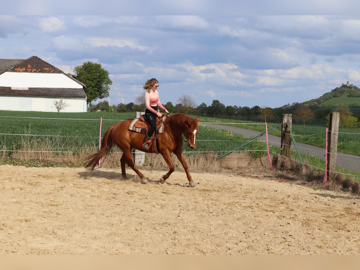 American Quarter Horse Stute 16 Jahre 156 cm Fuchs in Warburgwarburg