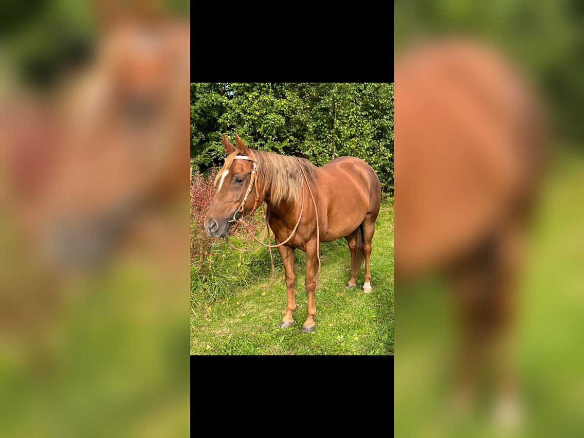 American Quarter Horse Stute 16 Jahre in Hellesylt