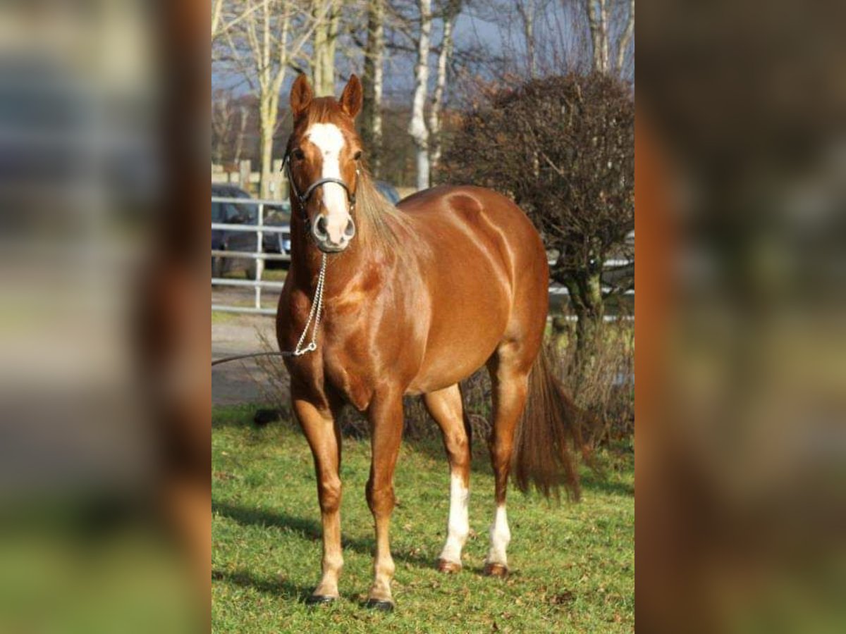 American Quarter Horse Stute 17 Jahre 144 cm Fuchs in Blije