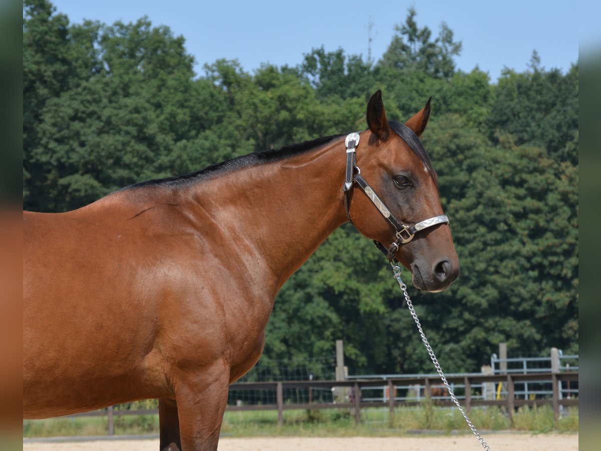 American Quarter Horse Stute 17 Jahre 145 cm Brauner in Wusterhausen (Dosse) American Quarter Horse Stute 17 Jahre 145 cm Brauner in Wusterhausen (Dosse)