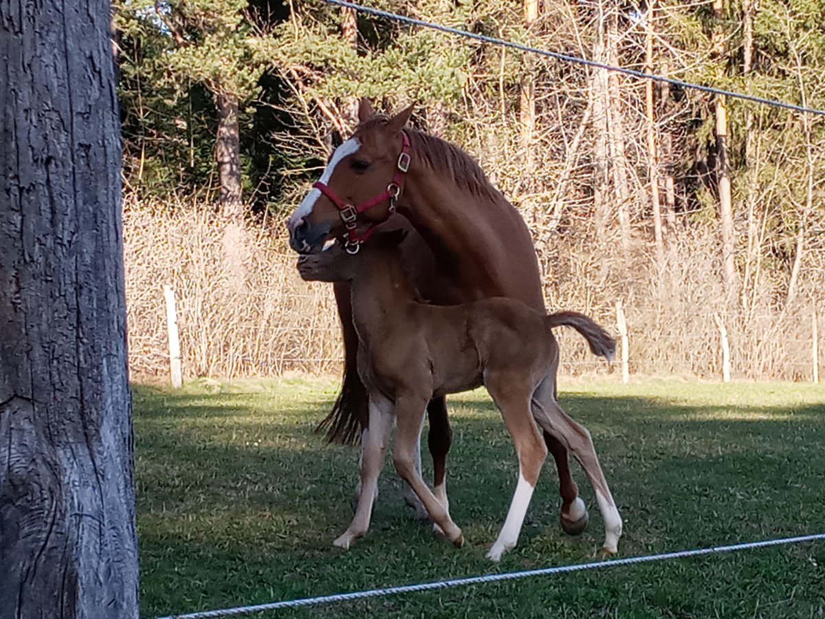 American Quarter Horse Stute 17 Jahre 146 cm Fuchs in Bitz