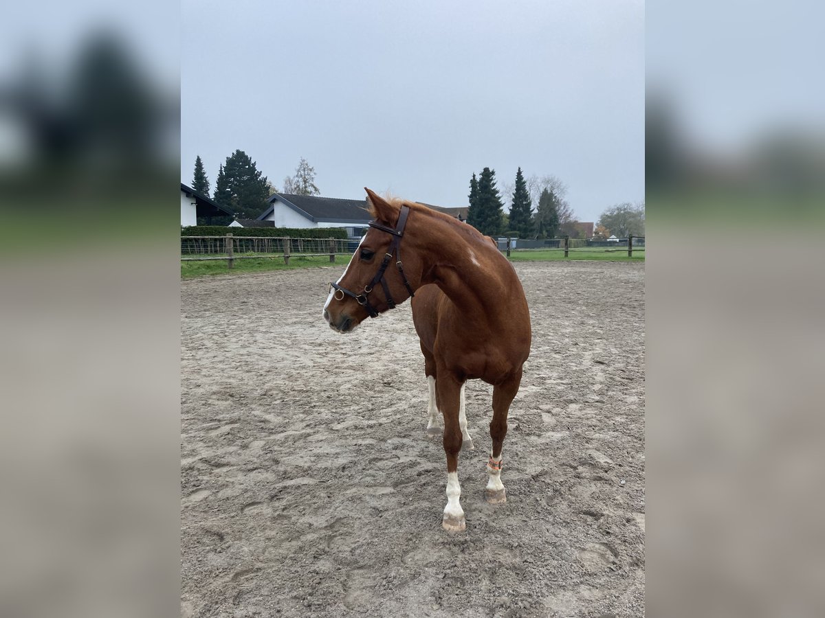 American Quarter Horse Mix Stute 17 Jahre Fuchs in Regensburg
