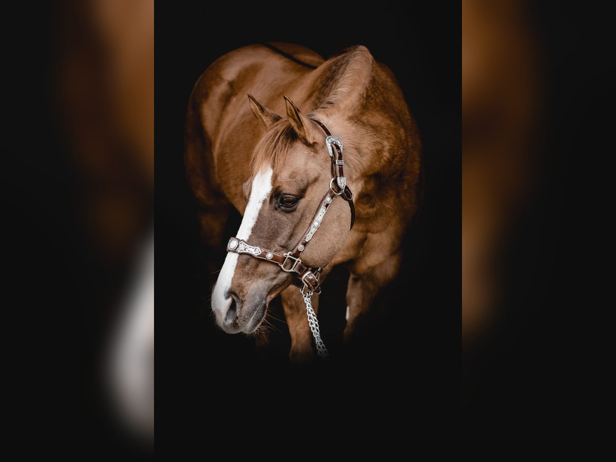 American Quarter Horse Stute 18 Jahre 148 cm Red Dun in Weitnau