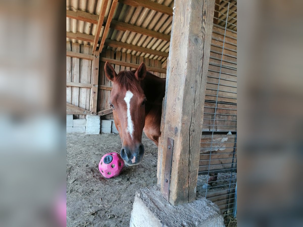 American Quarter Horse Stute 18 Jahre 149 cm Fuchs in Wettringen