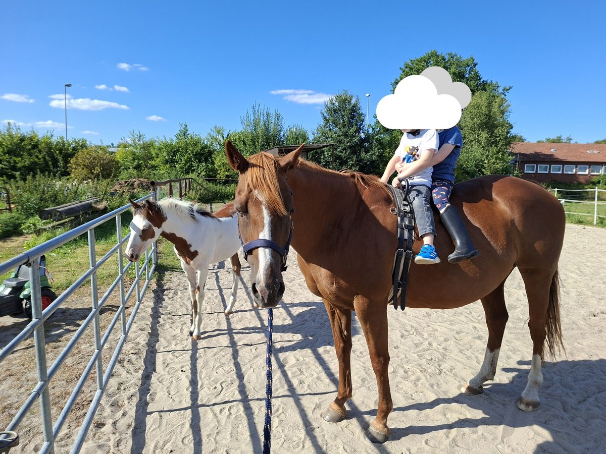 American Quarter Horse Mix Stute 19 Jahre 158 cm Fuchs in Twist American Quarter Horse Mix Stute 19 Jahre 158 cm Fuchs in Twist